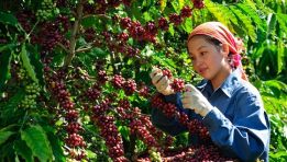 Ngày Cà phê Việt Nam lần thứ II năm 2018