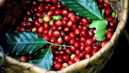 3,5 tỷ USD cà phê xuất khẩu của Việt Nam đến tay người tiêu dùng là 35 tỷ USD