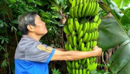 Cơ hội cho cây ăn quả Gia Lai: Khi 'ông lớn' góp mặt
