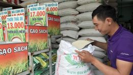 Gạo Việt đang lép vế trước gạo Cam, gạo Thái 